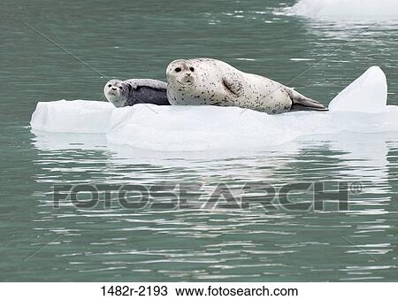 USA; Southeast Alaska; Endicott Arm; harbor seal with pup View Large Photo Image Stock Image - USA; Southeast Alaska; Endicott Arm; harbor seal with pup. Fotosearch