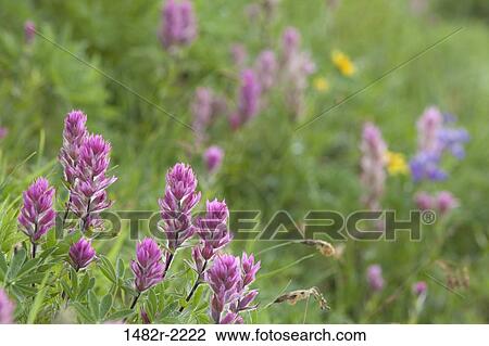 USA, Washington, Olympic National Park, Deer Park, Small-flowered Paintbrush (Castilleja parvilflora), close-up View Large Photo Image Stock Image - USA, Washington, Olympic National Park, Deer Park, Small-flowered Paintbrush (Castilleja parvilflora), close-up. Fotosearch