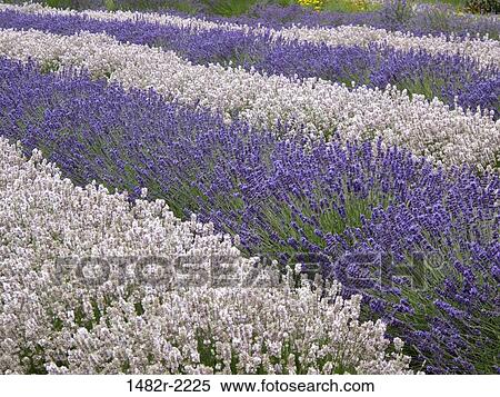 USA, Washington State, Sequim, Lavender field View Large Photo Image Stock Photography - USA, Washington State, Sequim, Lavender field. Fotosearch