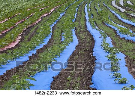 USA, Washington State, Silverdale, Peterson's Farm View Large Photo Image Stock Image - USA, Washington State, Silverdale, Peterson's Farm. Fotosearch