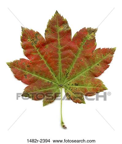 Vine Maple ( Acer circinatum) leaf View Large Photo Image Picture - Vine Maple ( Acer circinatum) leaf. Fotosearch