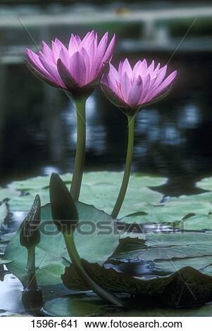 Water lilies in a pond View Large Photo Image Stock Image - Water lilies in a pond. Fotosearch