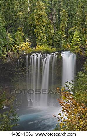 Stock Photography - Waterfall in a forest, Koosah Falls, McKenzie River, Willamette National Forest, Oregon, USA. Fotosearch