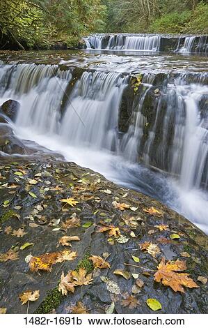 Waterfall in a forest, Sweet Creek Falls, Oregon, USA View Large Photo Image Stock Image - Waterfall in a forest, Sweet Creek Falls, Oregon, USA. Fotosearch