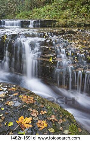 Waterfall in a forest, Sweet Creek Falls, Oregon, USA View Large Photo Image Stock Image - Waterfall in a forest, Sweet Creek Falls, Oregon, USA. Fotosearch