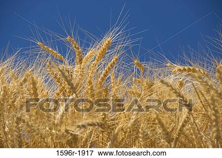 Wheat crop in a field, Umatilla County, Oregon, USA View Large Photo Image Stock Photo - Wheat crop in a field, Umatilla County, Oregon, USA. Fotosearch