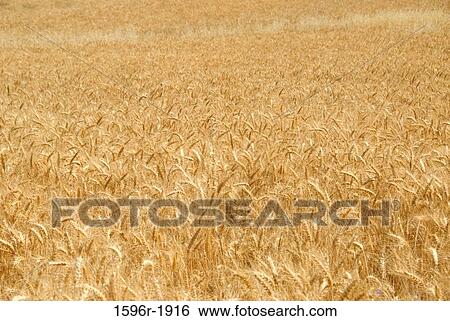 Wheat crop in a field, Umatilla County, Oregon, USA View Large Photo Image Stock Photograph - Wheat crop in a field, Umatilla County, Oregon, USA. Fotosearch