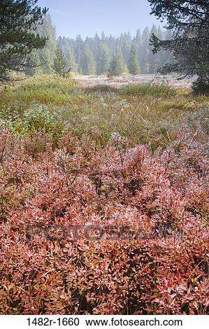 Wildflowers in the forest, Mount Hood National Park, Portland, Oregon, USA View Large Photo Image Stock Image - Wildflowers in the forest, Mount Hood National Park, Portland, Oregon, USA. Fotosearch
