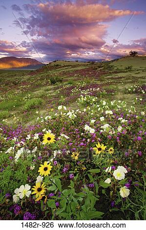 Wildflowers on a landscape, Anza Borrego Desert State Park, California, USA View Large Photo Image Stock Photograph - Wildflowers on a landscape, Anza Borrego Desert State Park, California, USA. Fotosearch