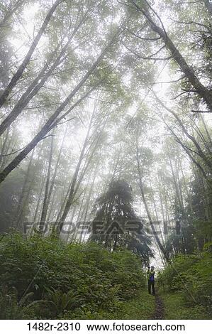 Stock Image - Woman photographing Red alder trees in a forest, British Columbia, Canada. Fotosearch