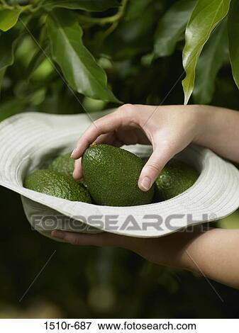 Woman's hand putting green avocado in a hat View Large Photo Image Stock Photo - Woman's hand putting green avocado in a hat. Fotosearch