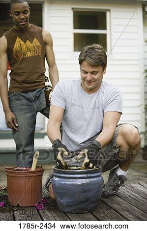 Young man moving plant to a new planter, friend watching View Large Photo Image Picture - Young man moving plant to a new planter, friend watching. Fotosearch