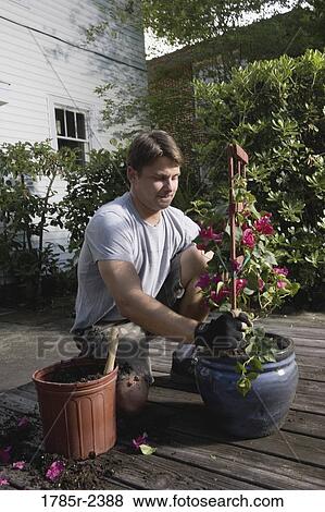 Stock Photo - Young man moving plant to a new planter. Fotosearch