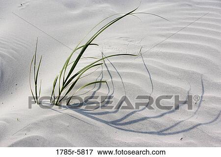 Elevated view of grass growing on windswept sand View Large Photo Image Stock Photo - Elevated view of grass growing on windswept sand. Fotosearch