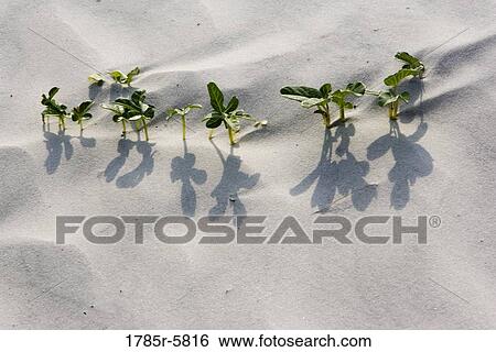 Elevated view of plants growing on windswept sand View Large Photo Image Stock Photograph - Elevated view of plants growing on windswept sand. Fotosearch