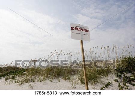 Stock Image - Sand dunes and sea oats, protected bird nesting area, Huguenot Memorial Park, Jacksonville, Florida.. Fotosearch
