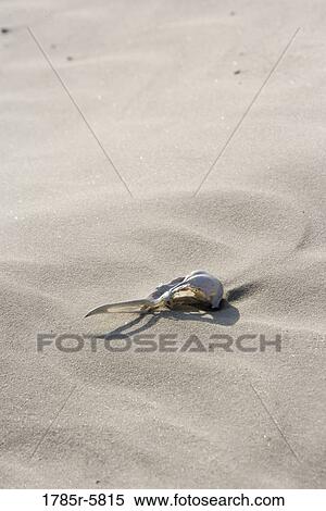 View of seagull skull lying on windswept sand on beach View Large Photo Image Stock Photography - View of seagull skull lying on windswept sand on beach. Fotosearch