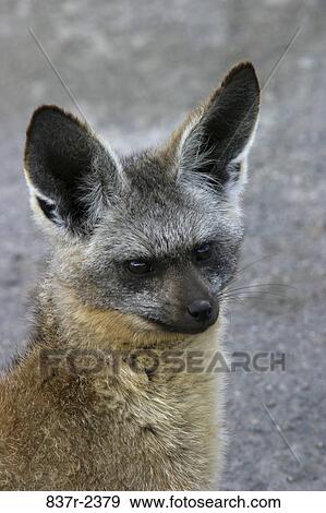 ثعلب Eared الخفاش ألبوم الصور 837r 2379 Fotosearch