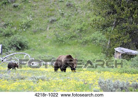 399 and one of her cubs walking through the wildflowers near Pilgrim Creek in Grand Teton National Park View Large Photo Image Stock Image - 399 and one of her cubs walking through the wildflowers near Pilgrim Creek in Grand Teton National Park. Fotosearch