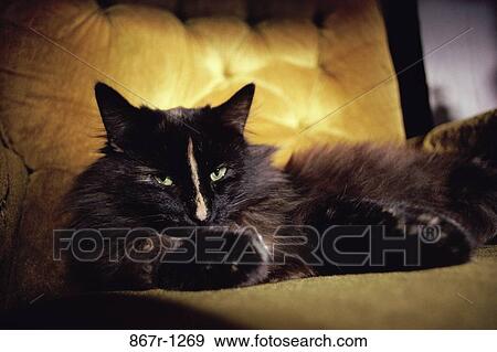A cat lying on a couch View Large Photo Image Stock Photo - A cat lying on a couch. Fotosearch