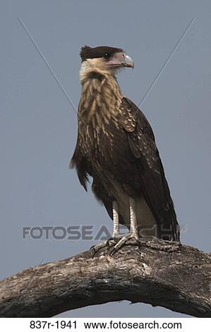 A Crested Caracara Hawk perched on a tree View Large Photo Image Stock Image - A Crested Caracara Hawk perched on a tree. Fotosearch