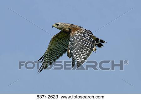 Stock Image - A Red-shouldered Hawk in flight. Fotosearch