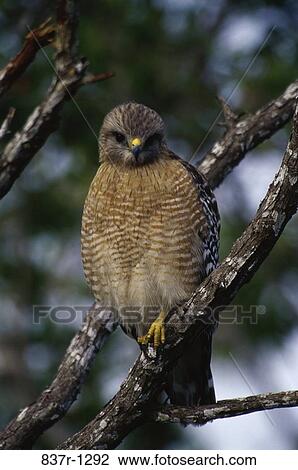 A Red-shouldered Hawk perched on a tree View Large Photo Image Stock Image - A Red-shouldered Hawk perched on a tree. Fotosearch