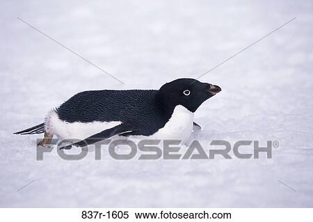 Adelie Penguin in the snow, Antarctica View Large Photo Image Stock Photography - Adelie Penguin in the snow, Antarctica. Fotosearch