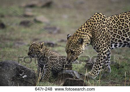 Adult leopards nudging leopard cub, Masai Mara Game Reserve, Kenya View Large Photo Image Stock Photo - Adult leopards nudging leopard cub, Masai Mara Game Reserve, Kenya. Fotosearch
