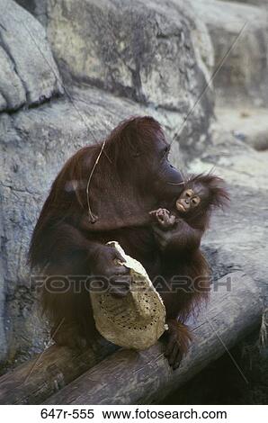 Adult orangutan holding its young View Large Photo Image Stock Photography - Adult orangutan holding its young. Fotosearch