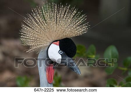 African crowned crane (balearica regulorum) View Large Photo Image Stock Photography - African crowned crane (balearica regulorum). Fotosearch