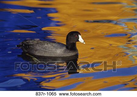 American Coot in water View Large Photo Image Stock Photography - American Coot in water. Fotosearch