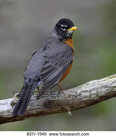 American Robin on a branch View Large Photo Image Stock Photo - American Robin on a branch. Fotosearch