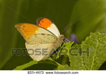 Anthocharis cardamines, Orange Tip View Large Photo Image Stock Image - Anthocharis cardamines, Orange Tip. Fotosearch