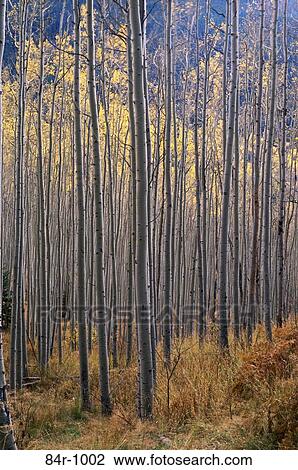 Stock Image - Aspen Trees in a forest, Colorado, USA. Fotosearch