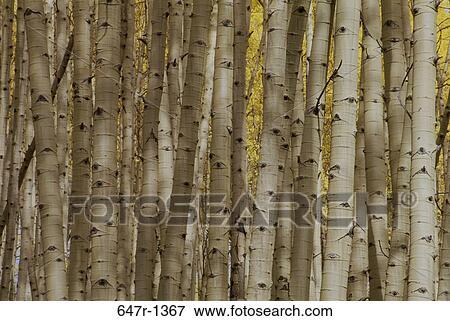 Stock Photo - Aspen trees in a forest. Fotosearch