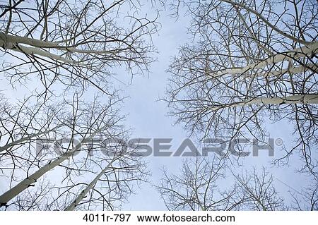 Stock Photo - Aspen trees tops against blue sky. Fotosearch