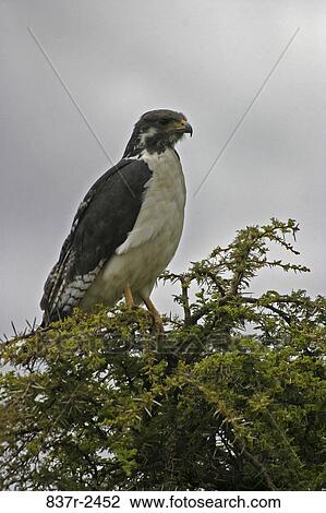 Augur Buzzard perched on a tree View Large Photo Image Stock Image - Augur Buzzard perched on a tree. Fotosearch