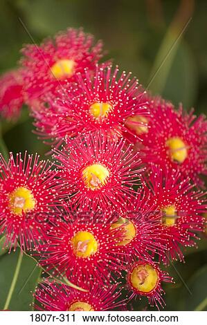 Australia, Close-up of Australian Red bottle-brush flowers (Callistemon) View Large Photo Image Stock Image - Australia, Close-up of Australian Red bottle-brush flowers (Callistemon). Fotosearch