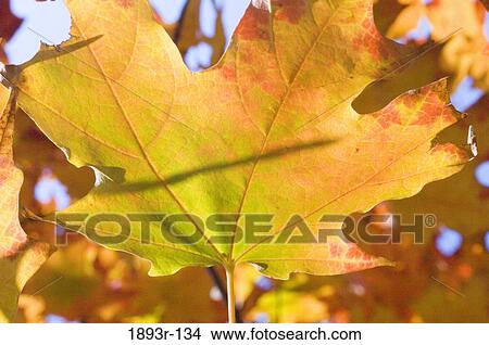 Picture - Autumn leaves on a tree. Fotosearch