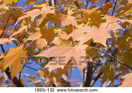 Autumn leaves on a tree View Large Photo Image Stock Image - Autumn leaves on a tree. Fotosearch