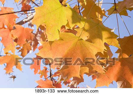 Autumn leaves on a tree View Large Photo Image Stock Image - Autumn leaves on a tree. Fotosearch