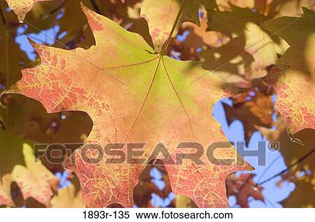 Autumn leaves on a tree View Large Photo Image Stock Photography - Autumn leaves on a tree. Fotosearch