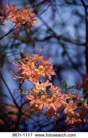 Azaleas in bloom View Large Photo Image Stock Photo - Azaleas in bloom. Fotosearch