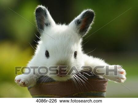Baby rabbit in flower pot View Large Photo Image Stock Photograph - Baby rabbit in flower pot. Fotosearch