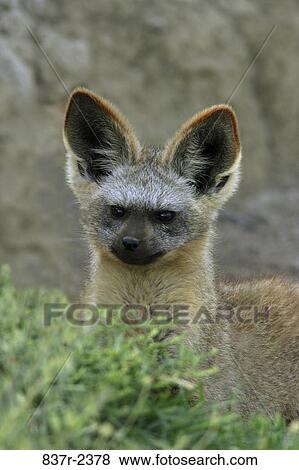 Stock Photo - Bat-eared Fox. Fotosearch