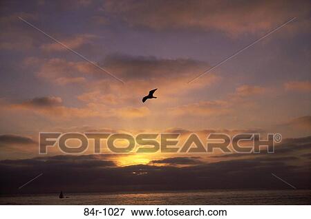 Bird flying in the sky during sunset, La Jolla, California, USA View Large Photo Image Stock Photo - Bird flying in the sky during sunset, La Jolla, California, USA. Fotosearch