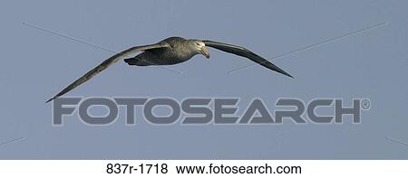 Bird flying in the sky View Large Photo Image Stock Photo - Bird flying in the sky. Fotosearch