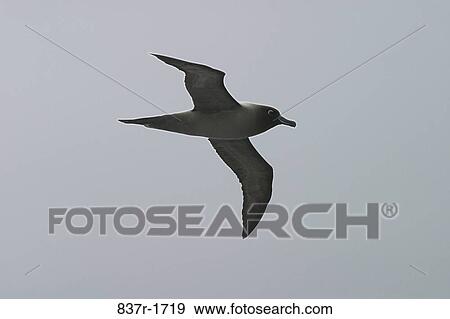 Stock Photo - Bird flying in the sky. Fotosearch