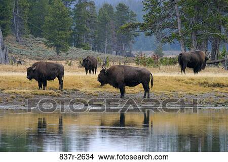 Bison at a water hole, Wyoming, USA View Large Photo Image Picture - Bison at a water hole, Wyoming, USA. Fotosearch
